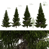 Spruce 4m