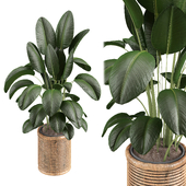 indoor-Plant-8