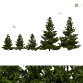 Spruce 2m and 1m
