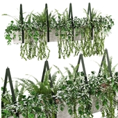 Indoor plant (Hanging plant)01
