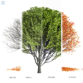 Maple tree-seasons