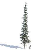 Ель таёжная зимняя (Spruce)