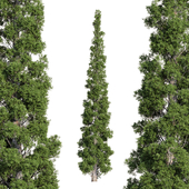 Cypress 1 (Cupressus 1)