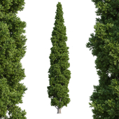 Cypress 2 (Cupressus 2) 27m
