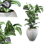 pot plants series-2