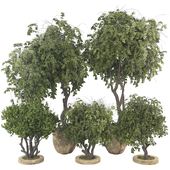 Plant Collection Set 57 High Quality Decorative Potted Tree