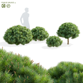 Mountain pine | Pinus mugo 2