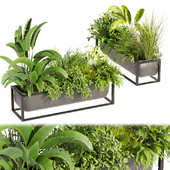 Collection plant vol 444 - palm - grass - boxplant