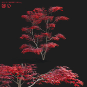 Maple palm tree | Acer palmatum v4