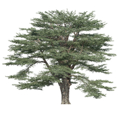 Cedar of Lebanon 1 (Cedrus libani) 28m