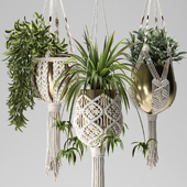 Macrame Plants Hangers