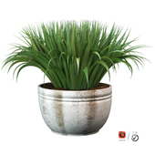 pot plants series-3