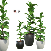 Indoor ficus plants-2