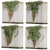 Collection plant vol 453 - Hedera - outdoor - leaf - ivy - fitowall