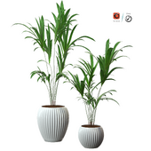 pot plants series-4