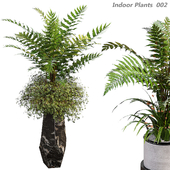 Indoor plants in a pot 002