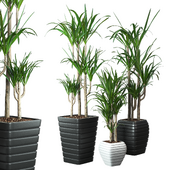 pot plants series-5