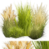 Collection plant vol 455 - grass - Switchgrass - Northwind - outdoor