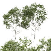 Quercus Variabilis 2tree