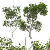 Quercus Variabilis 2tree002