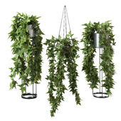 Hanging ivy plant series-2