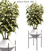 Indoor plants in a pot 008