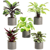 Collection plant vol 458 - indoor - Calathea - leaf - pot