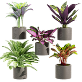 Collection plant vol 459 - Calathea - leaf - pot - indoor