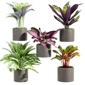 Collection plant vol 459  - Calathea - leaf - pot - indoor