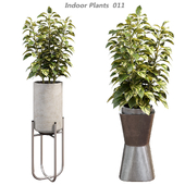 Indoor plants in a pot 011