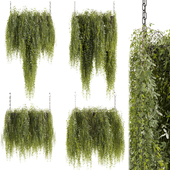 Collection plant vol 461 - bush - hanging - ampelous