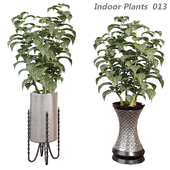 Indoor plants in a pot 013