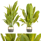 Collection plant vol 465 - indoor - leaf- banana - pot