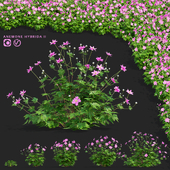 Anemone hybrid bushes | Anemona hybrida 2