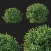 Boxwood 02