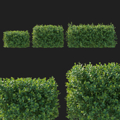 Boxwood 03