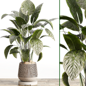 Indoor Plants in rusty Concrete Pot Set 044