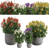 4 color Nemesia flower in pot _ Plants set 02