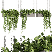Collection plant vol 470 - ampelous - hanging - pothos