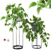 Indoor hanging plants series-3
