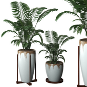 Indoor pot plants series-6