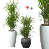 Indoor pot plants series-7