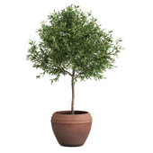 Olive tree indoor Houseplant