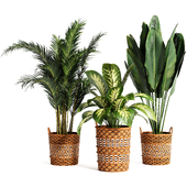 Indoor plant collection 25