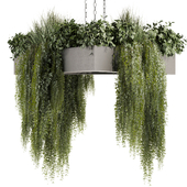 Collection plant vol 477 - hanging - ampelous - bush