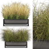 Collection plant vol 478 - grass - Switchgrass - Northwind - outdoor