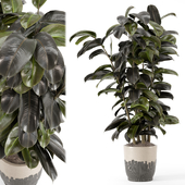 Indoor Ficus Plant in Circle Pot - Set 1425