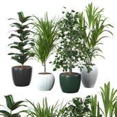 Indoor plants collection-8