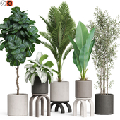 Plants collection 920