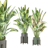 indoor Plants Collection - Set 815